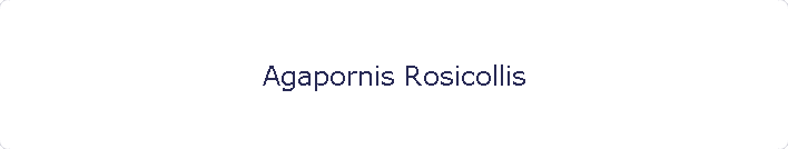 Agapornis Rosicollis